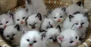 مستلزمات القطط😸